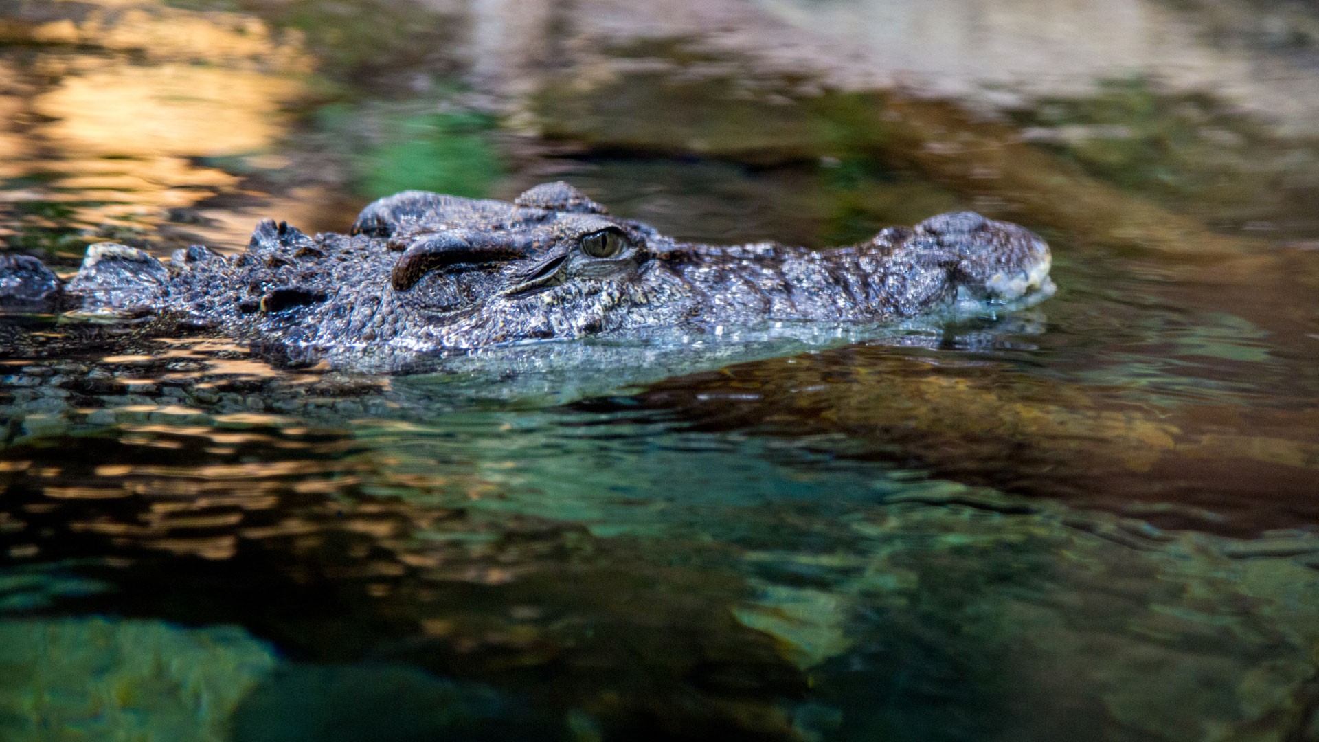 Siam-krokodile