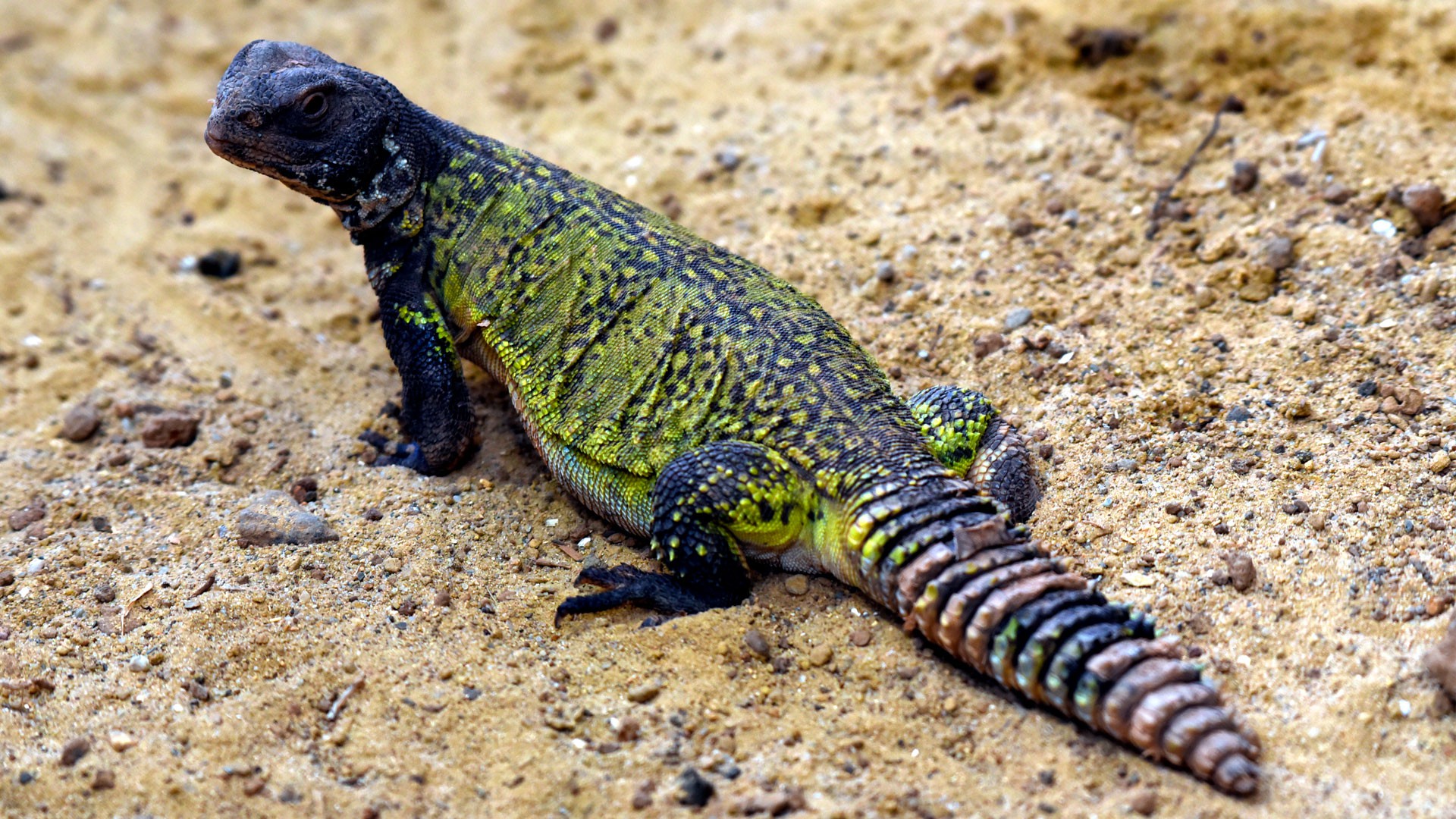 Spiny-tailed lizard