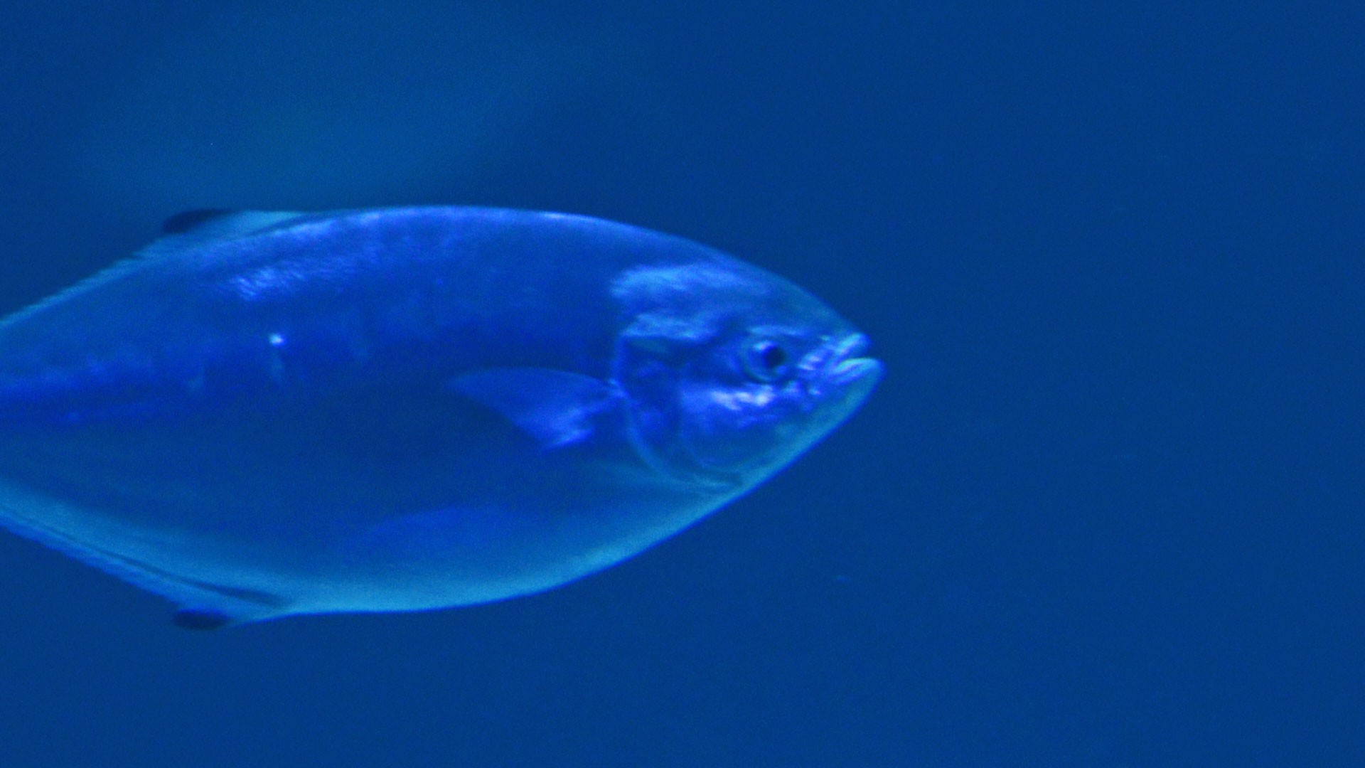 Palometa fish
