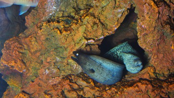 Black moray eel