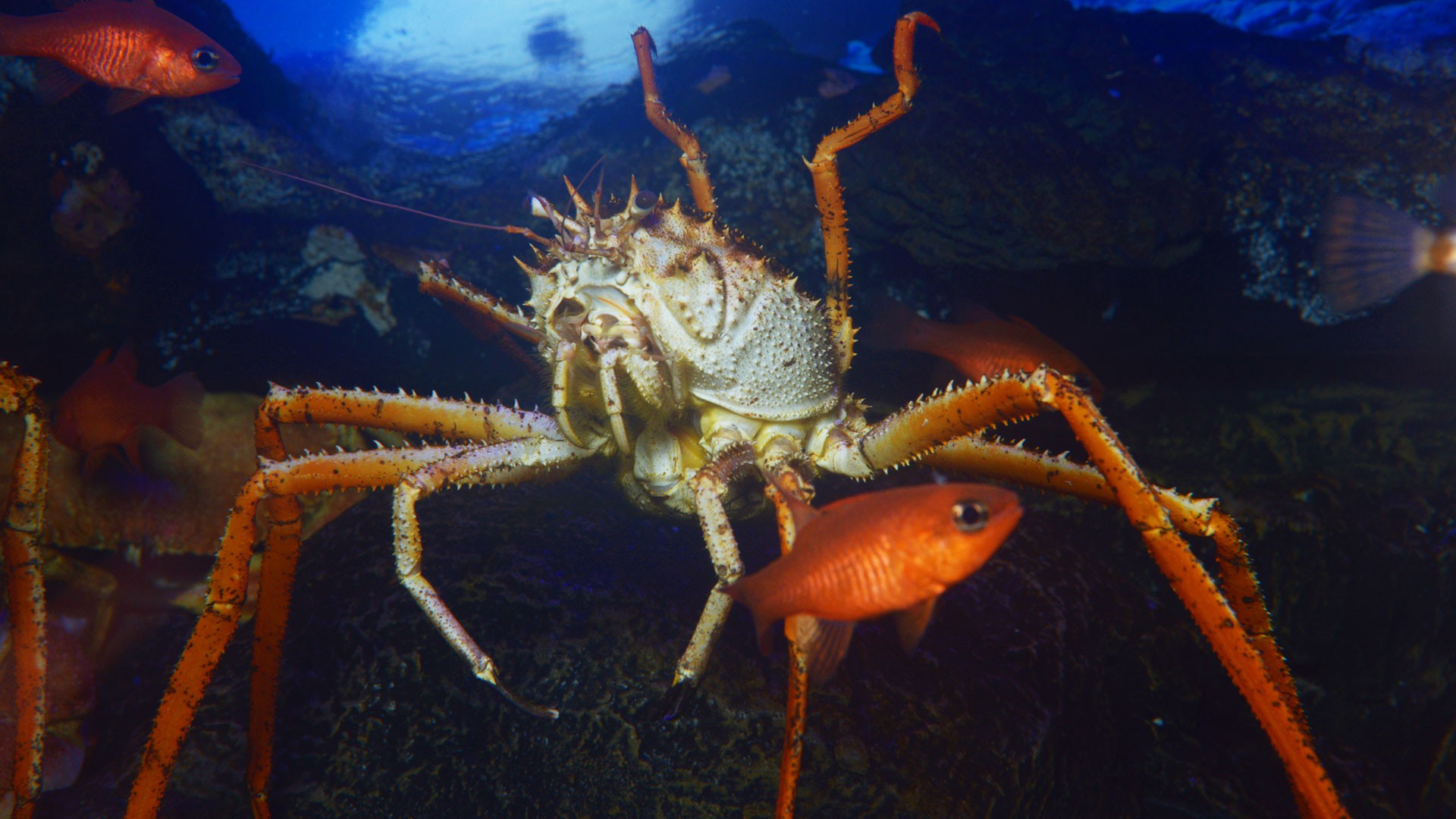 Giant Spider Crab