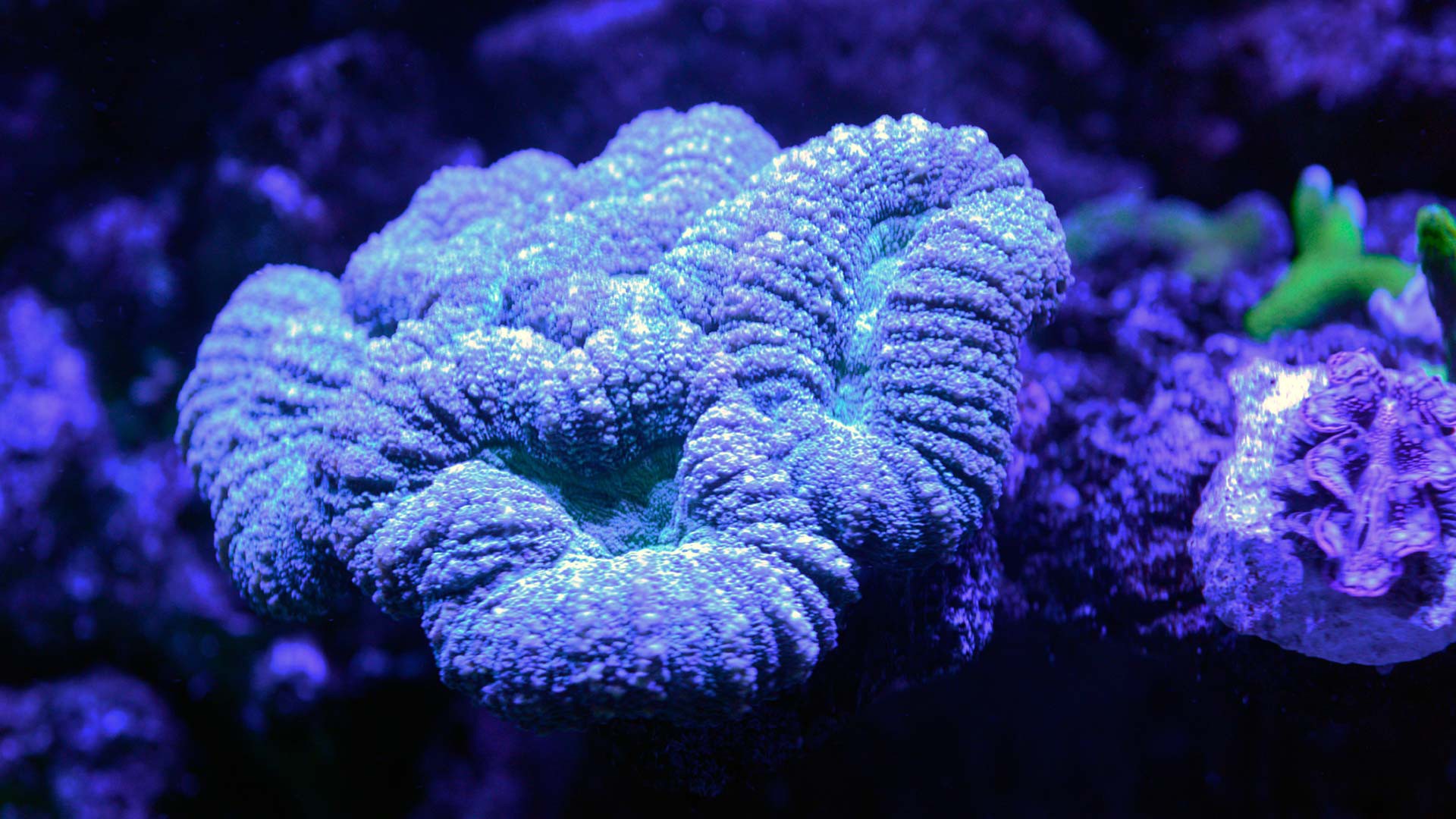 Coral Coliflor