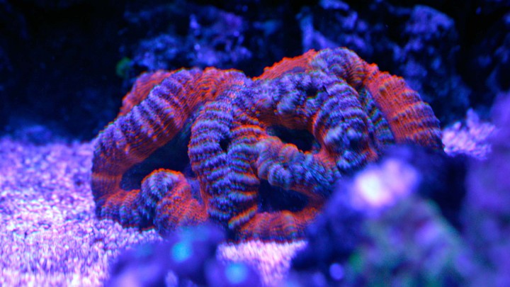 Coral Coliflor