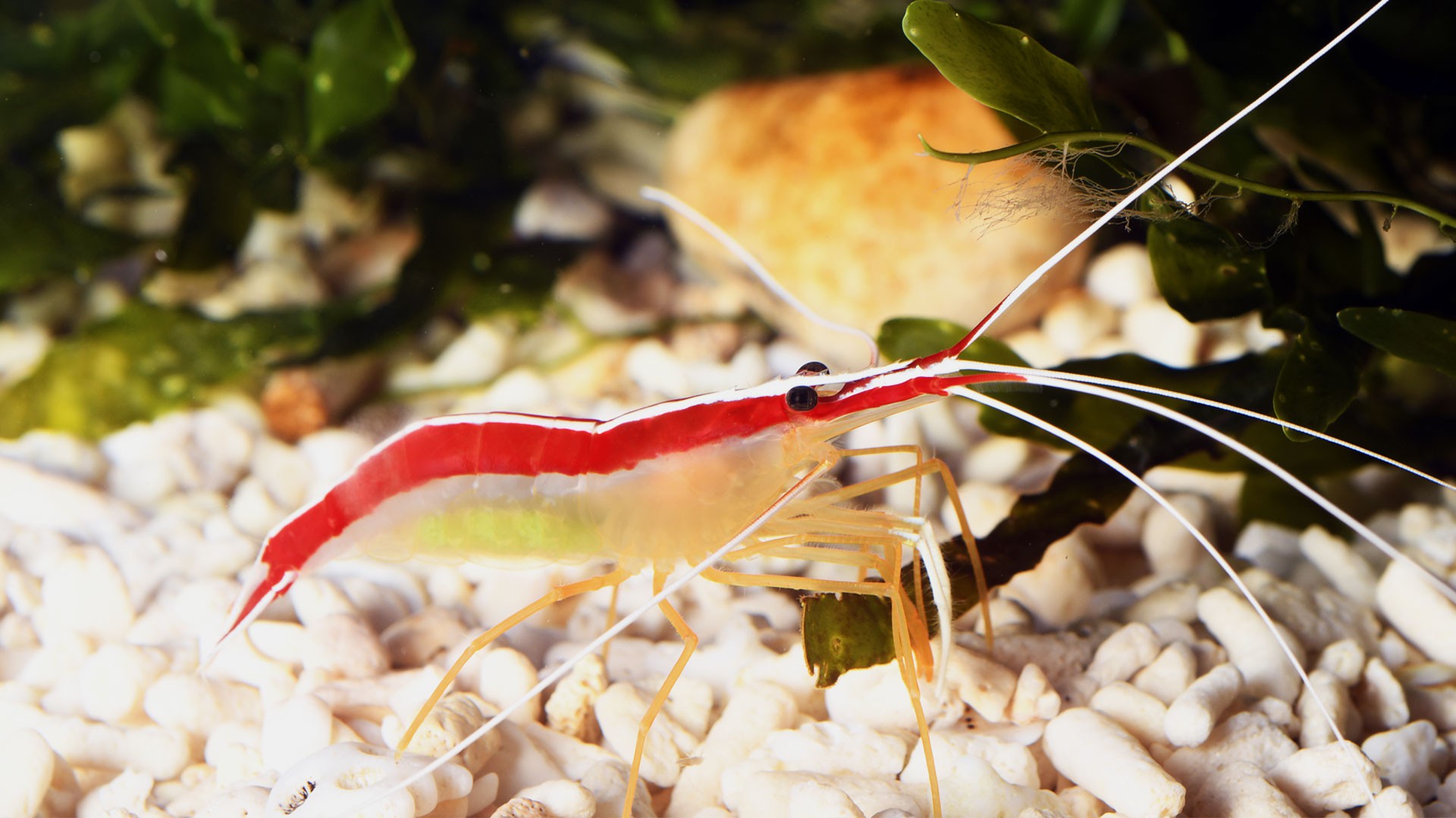 Scarlet Cleaner Shrimp