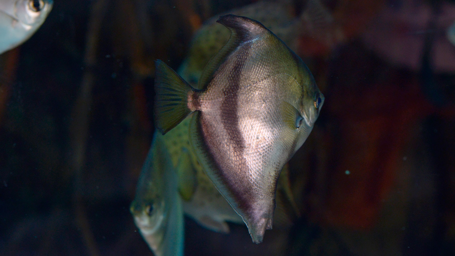 African Moonfish