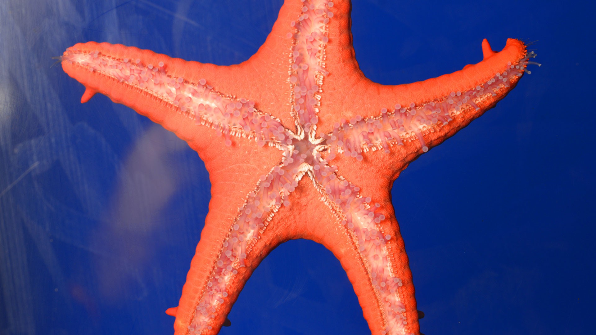 Mediterranean Red Sea Star
