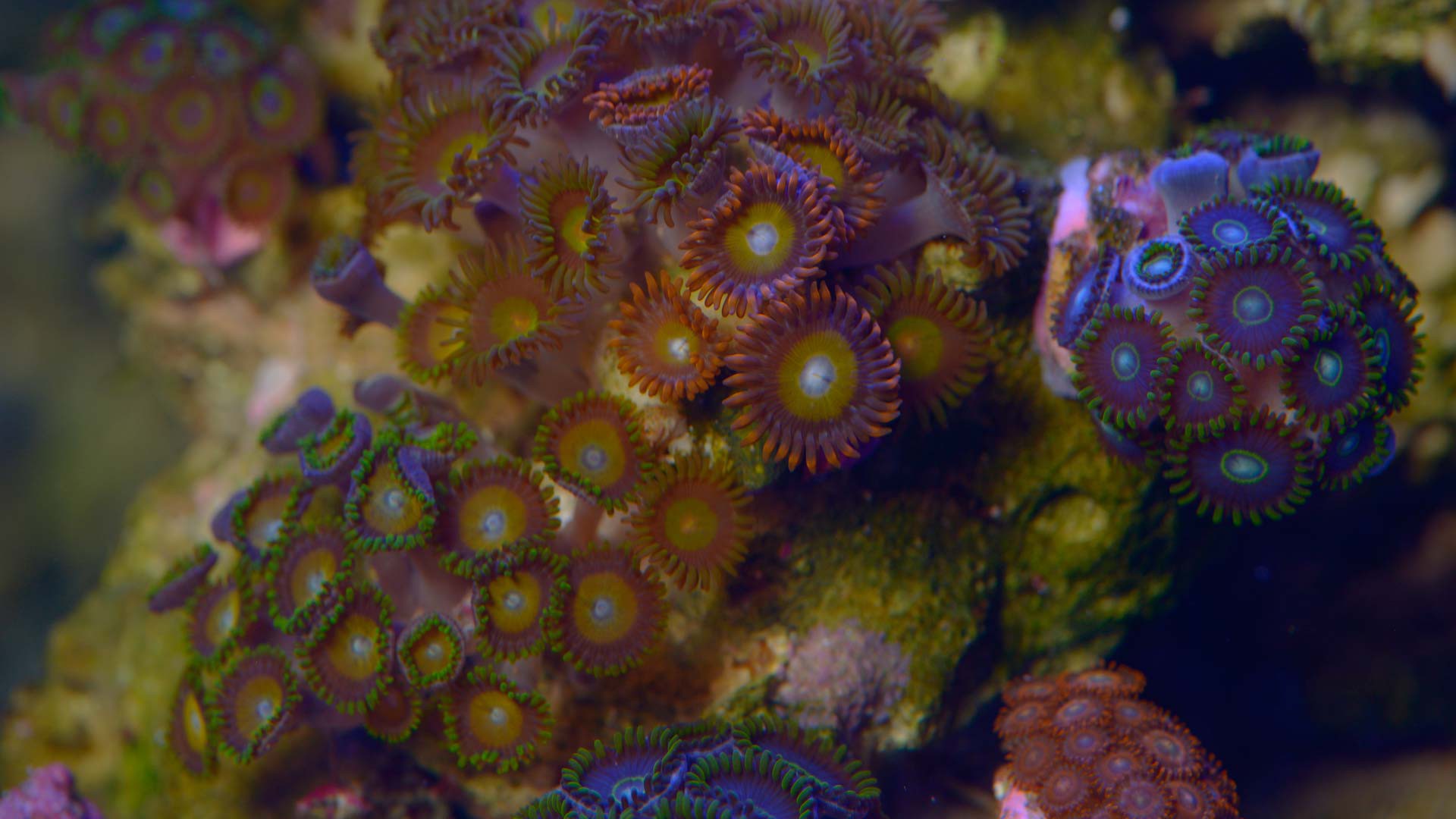 Coral reef polyps