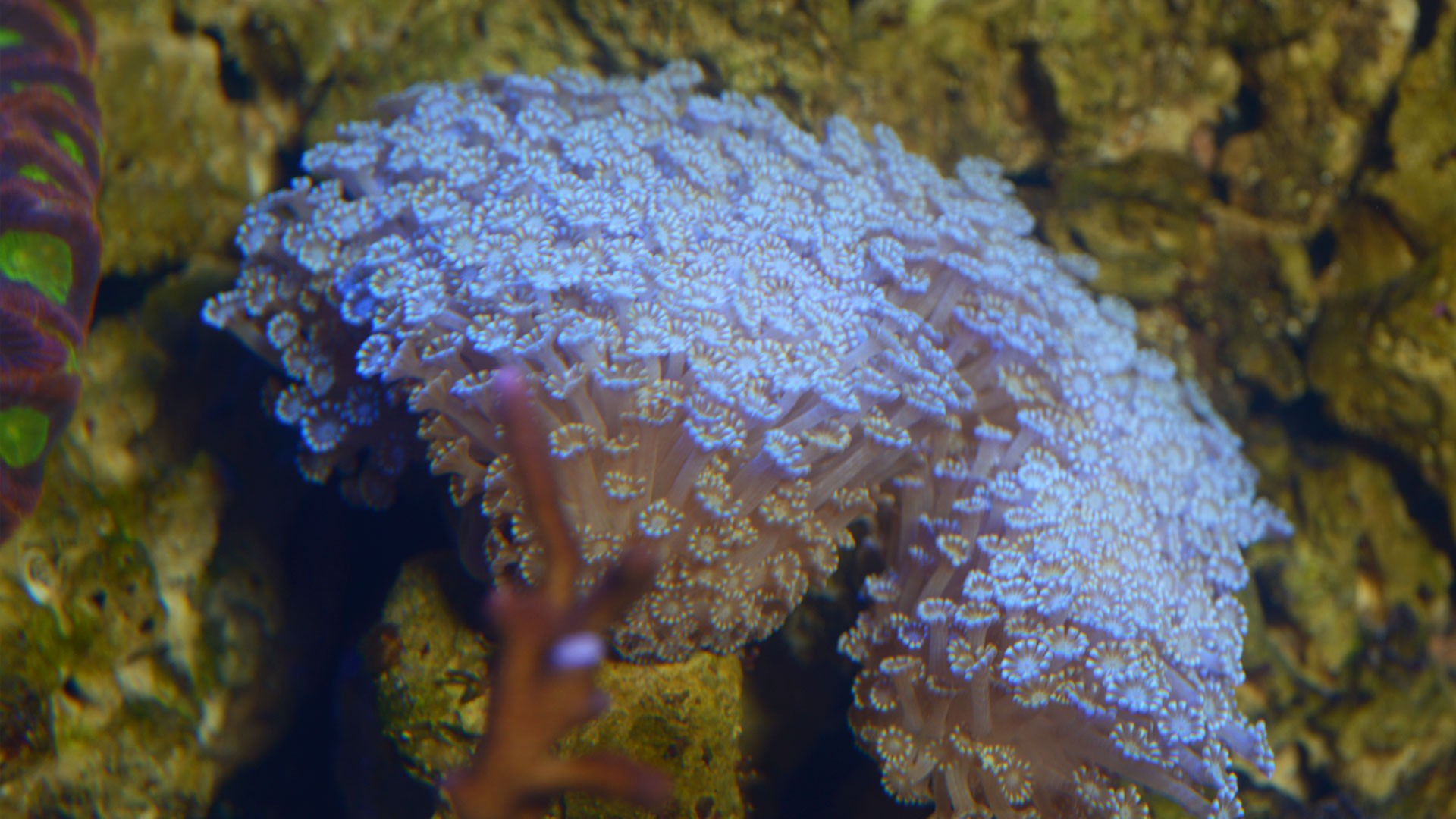 Coral reef polyps