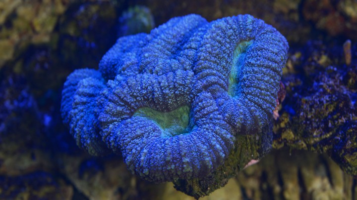 Coral Cerebro Abierto