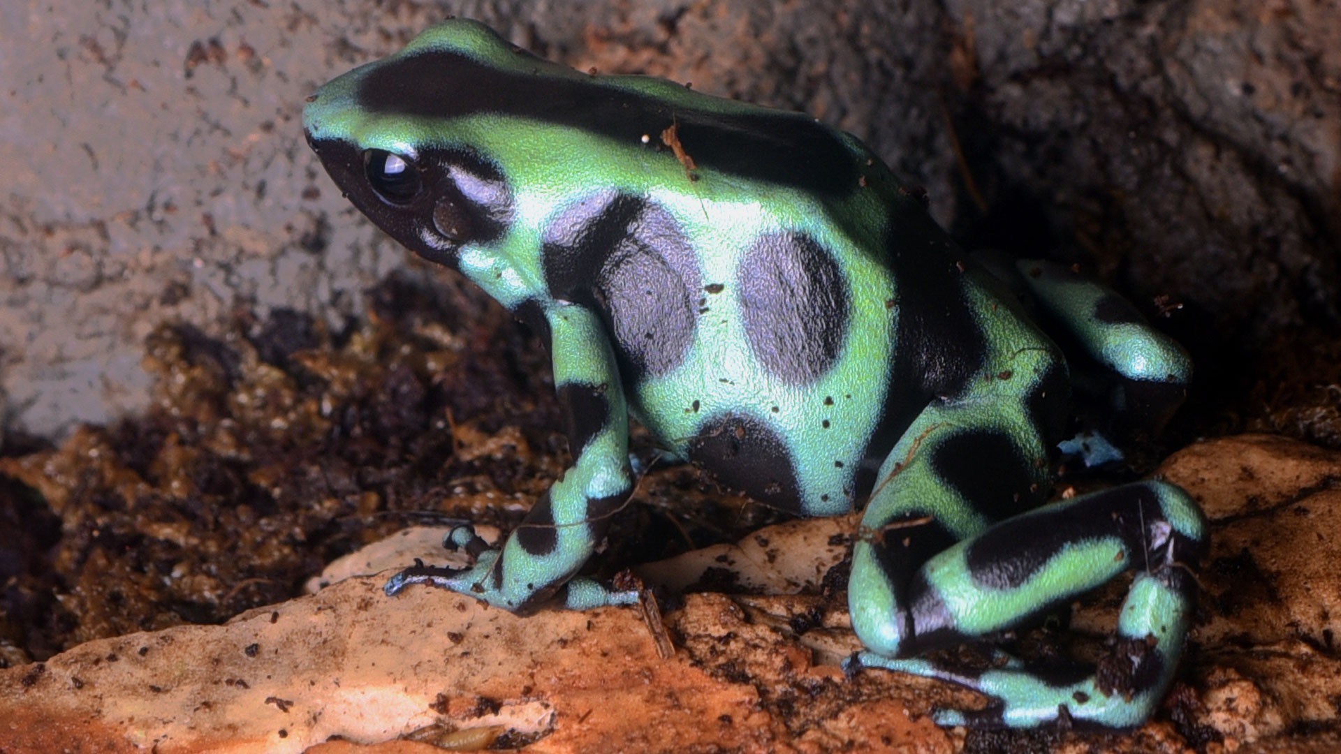 Green-and-Black Poison Dart Frog