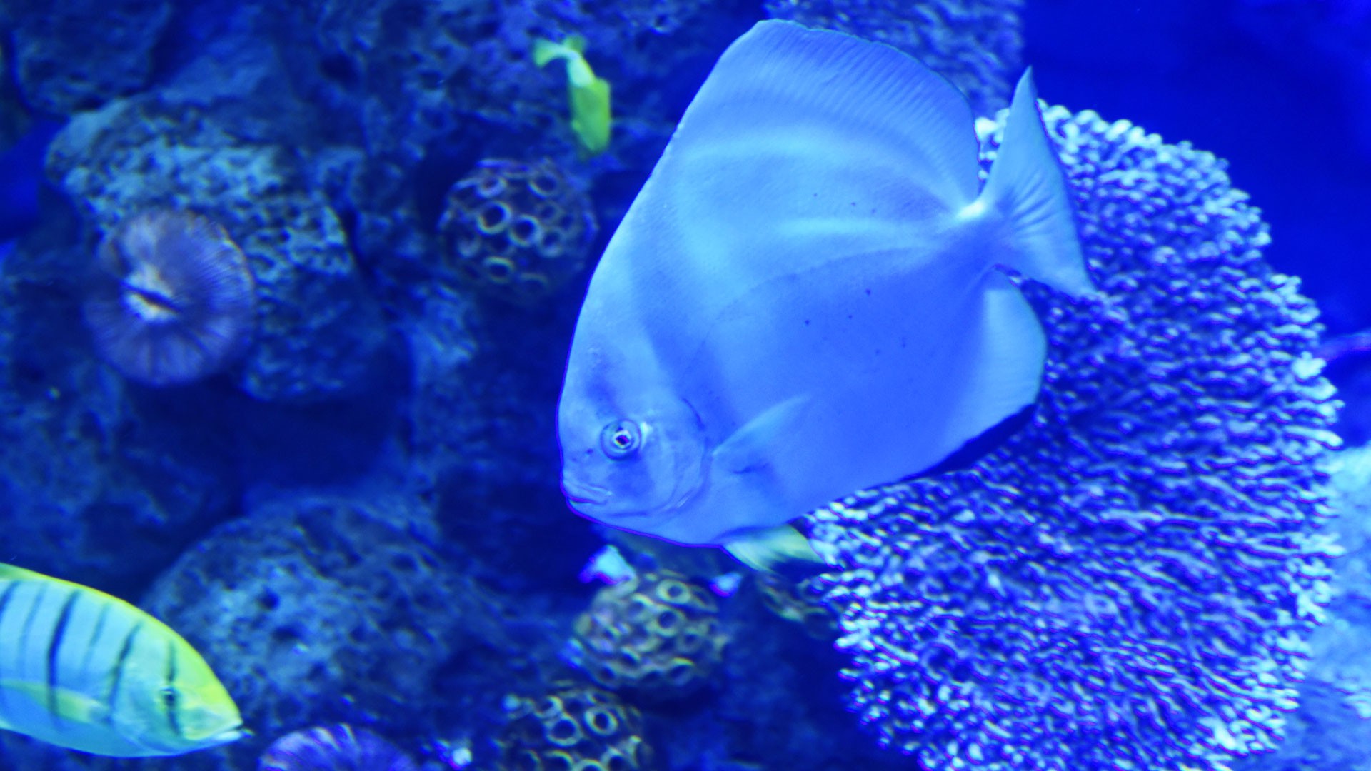Vlamigni Surgeonfish