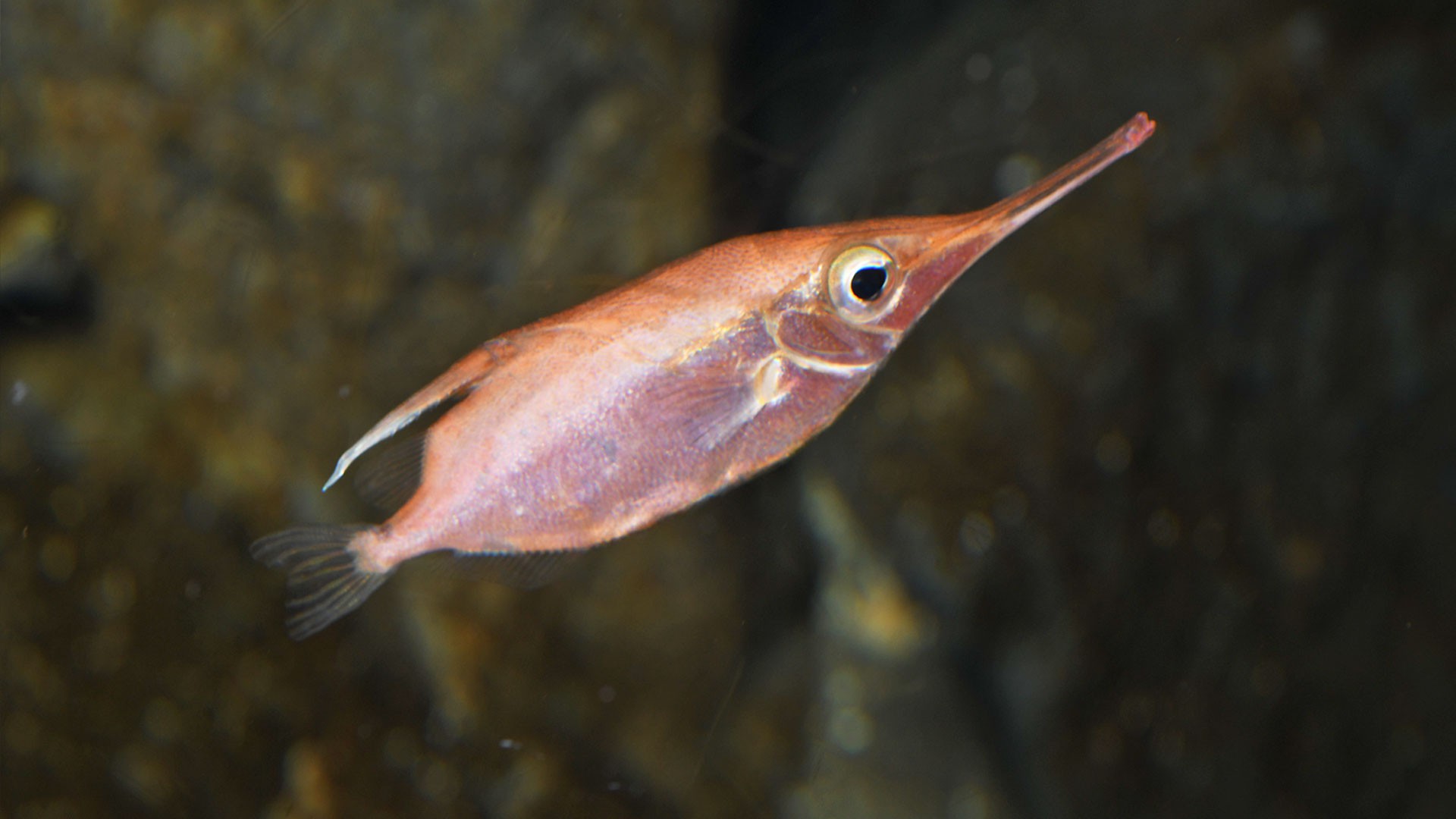 Trumpetfish