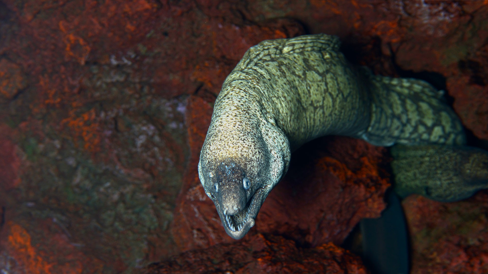 Moray eels