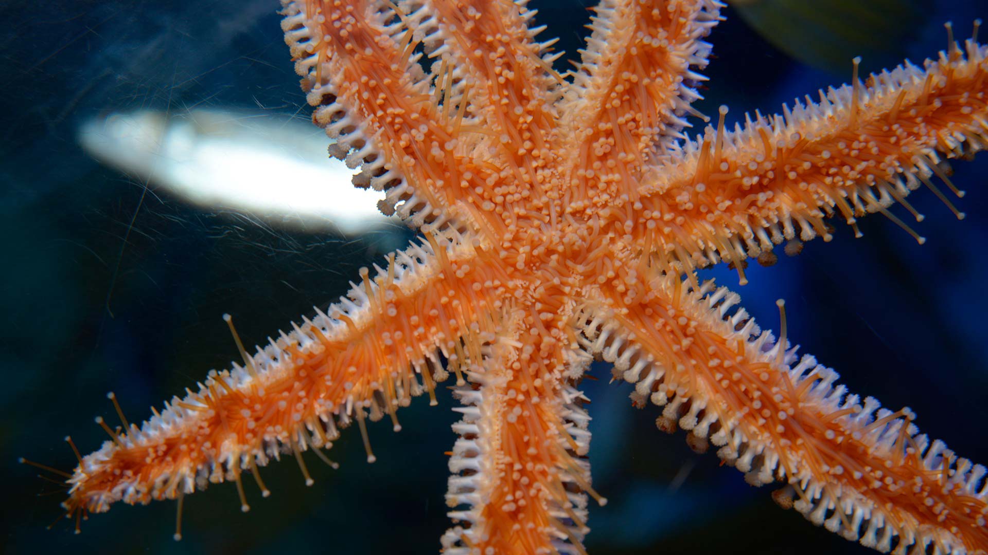 Blue spiny starfish
