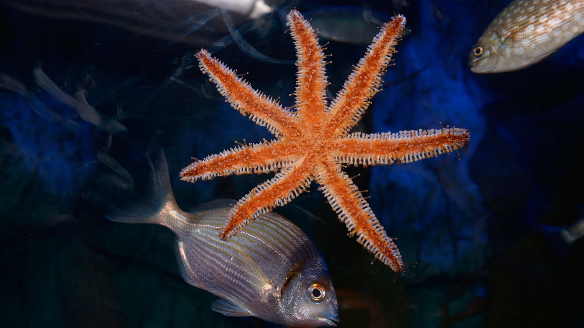 Blue spiny starfish