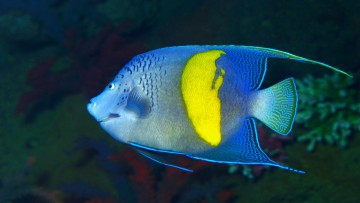 Blaugürtel-Kaiserfisch
