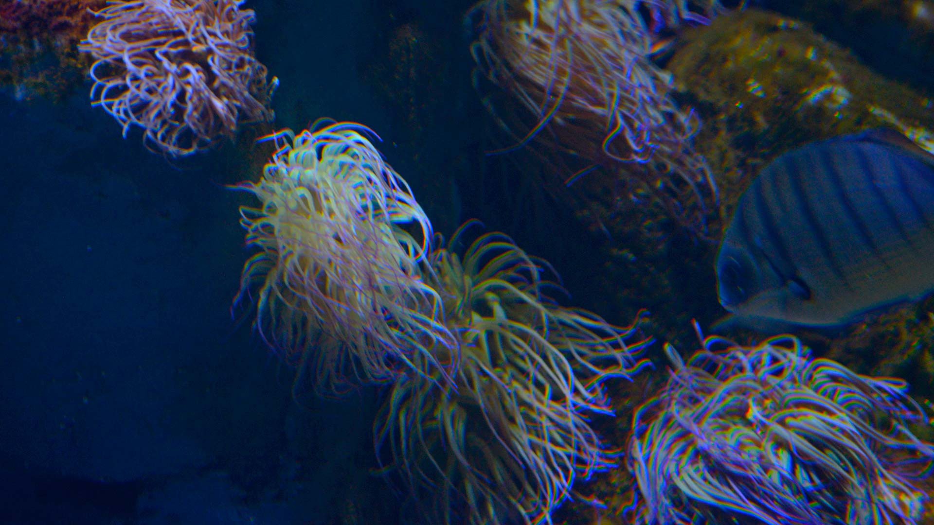 Snakelocks sea anemone