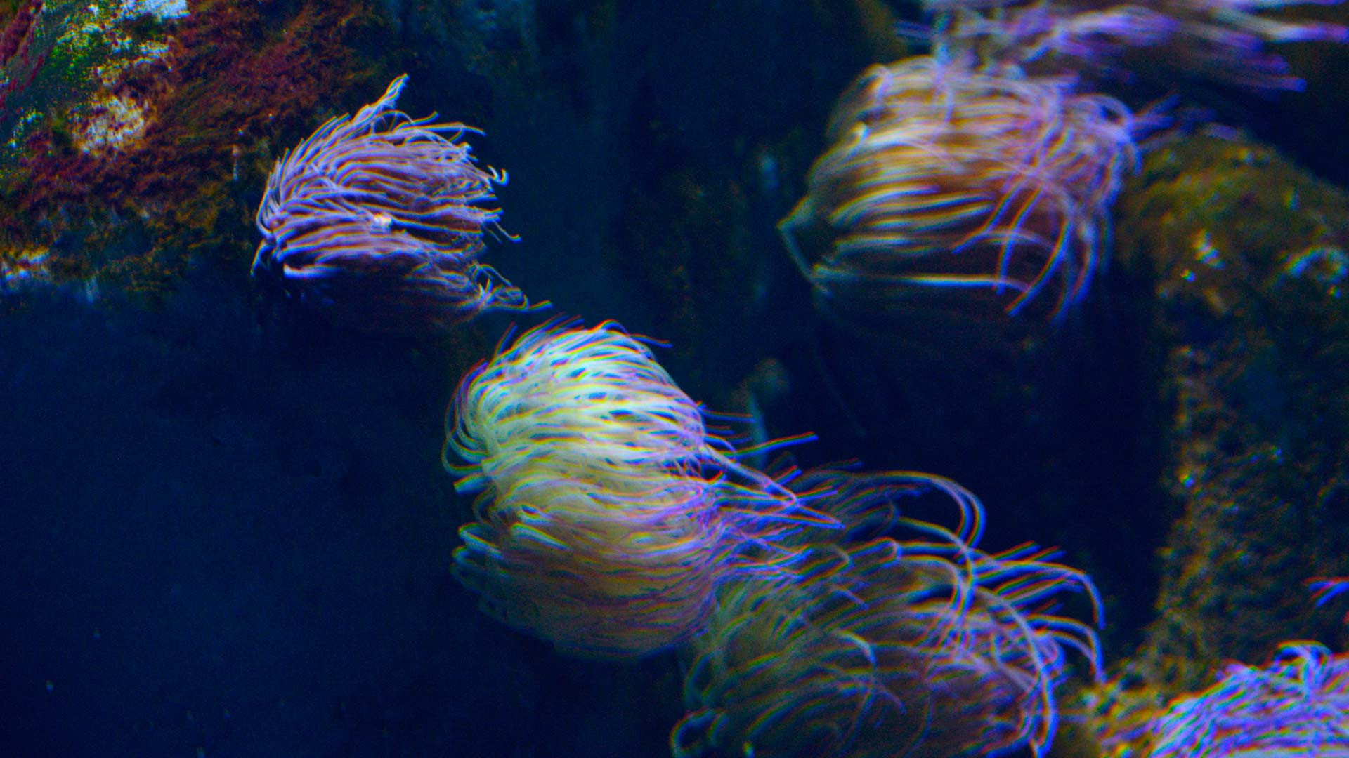 Snakelocks sea anemone