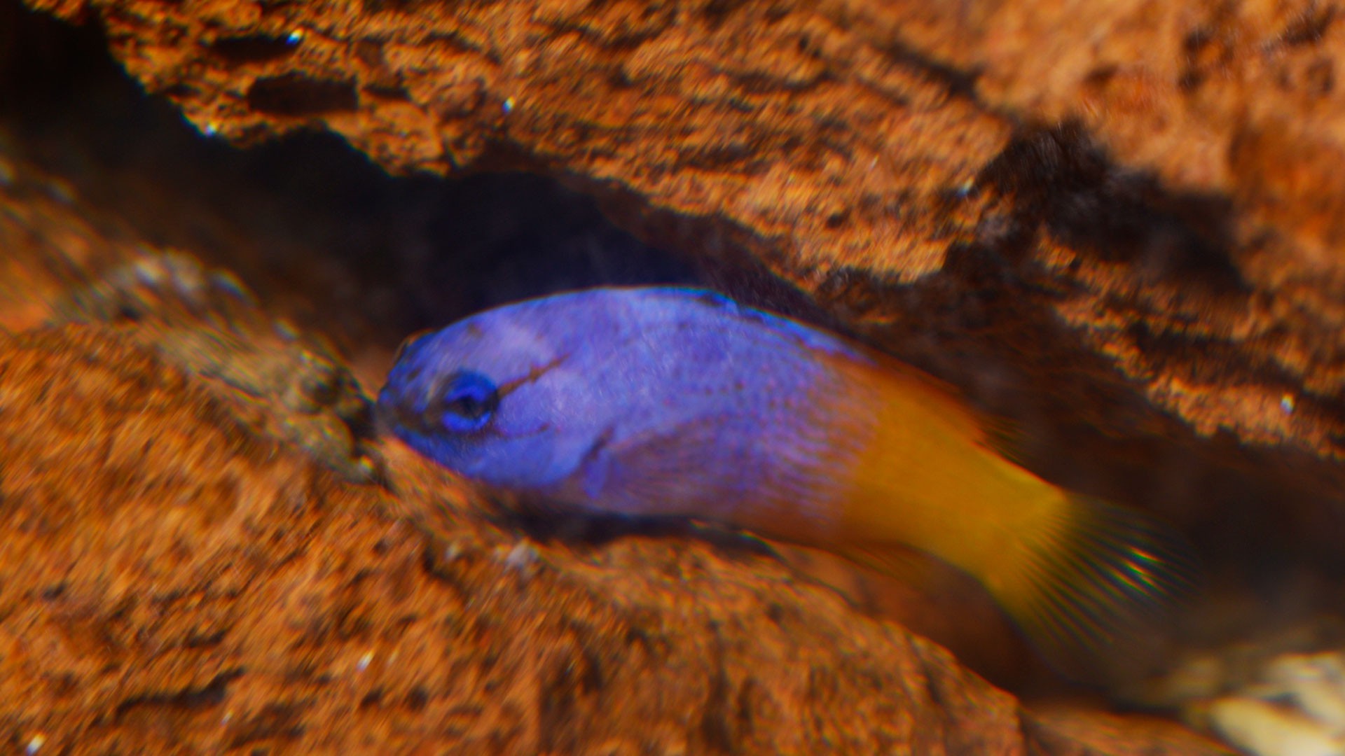 Royal Gramma fish