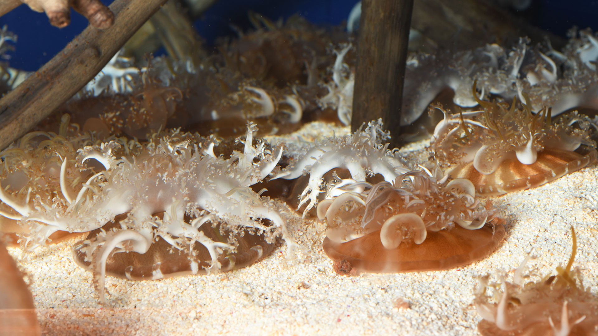 Upside down Jellyfish