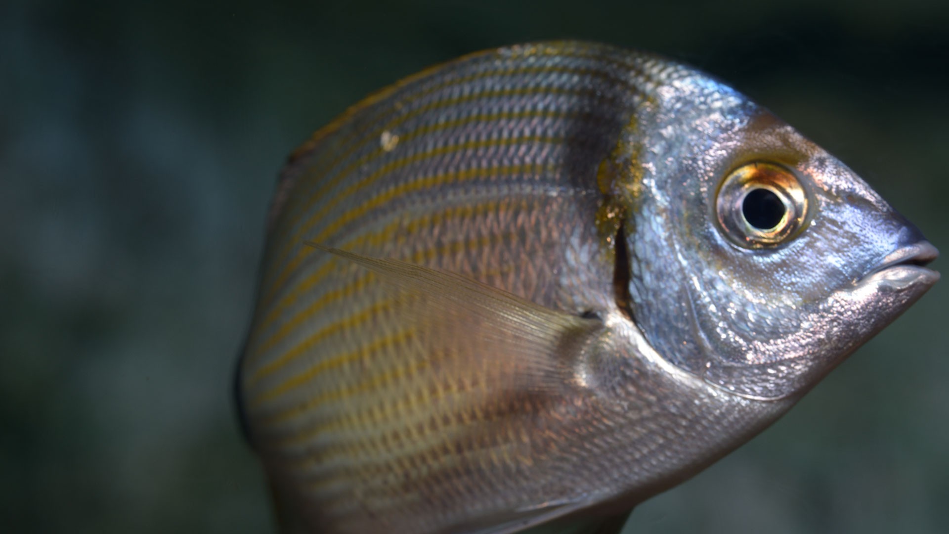 Two-banded seabream
