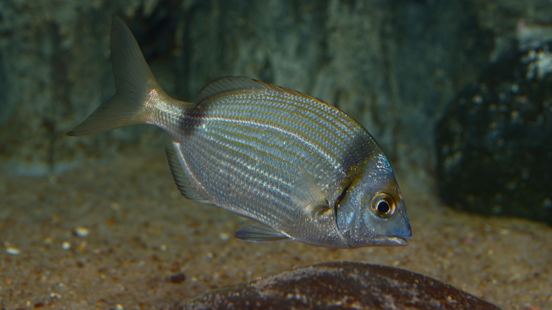 Two-banded seabream