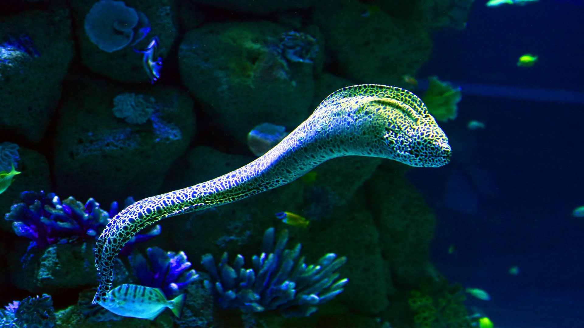 Dragon moray eel