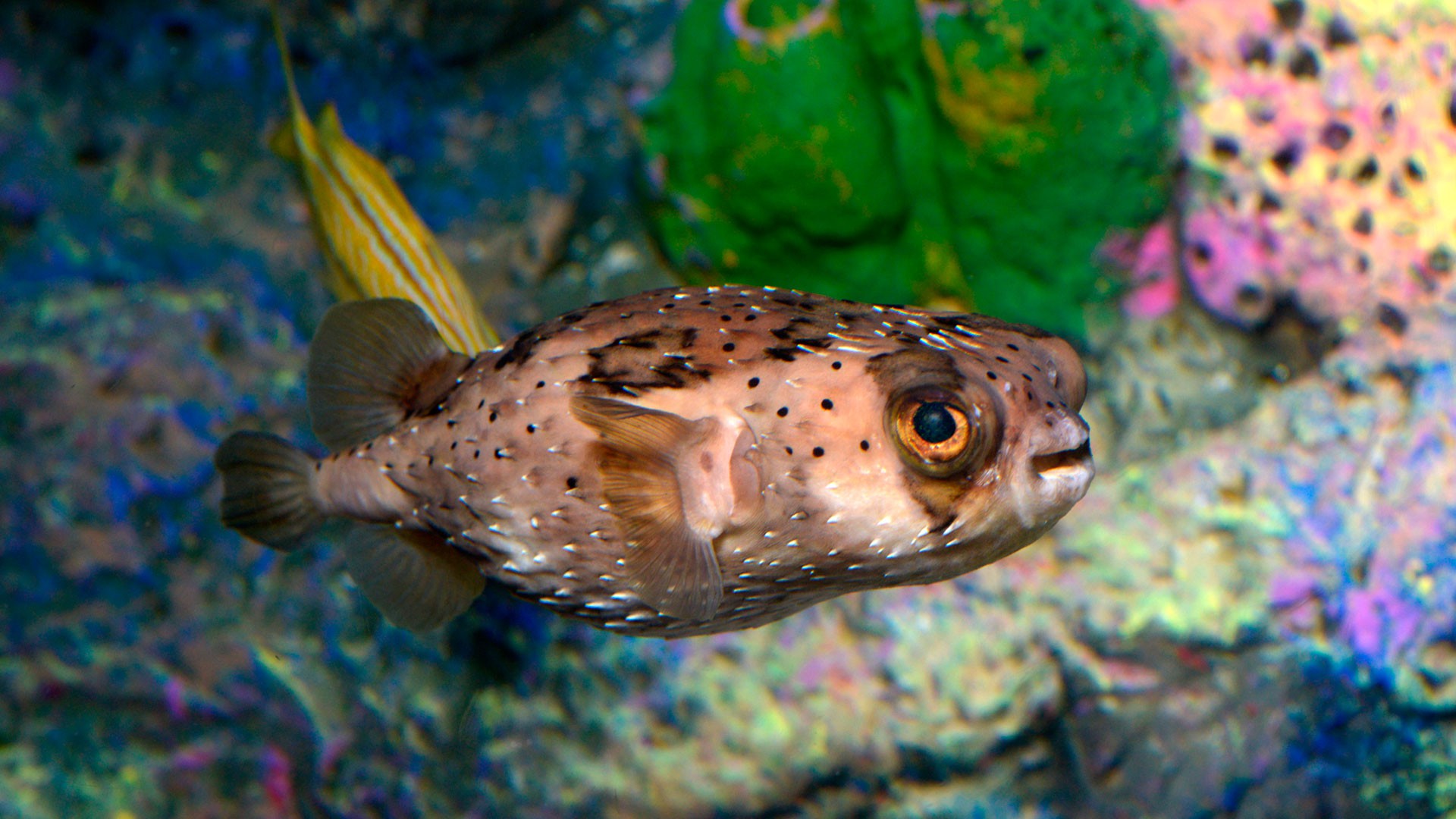 Freckled Porcupinefish