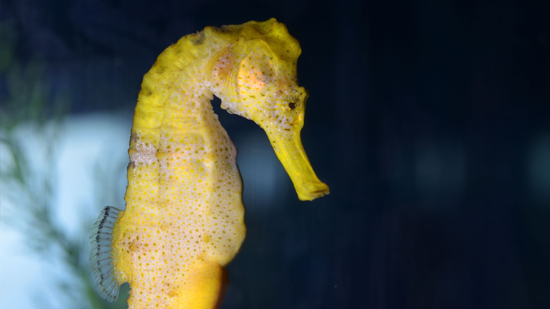 Longsnout seahorse