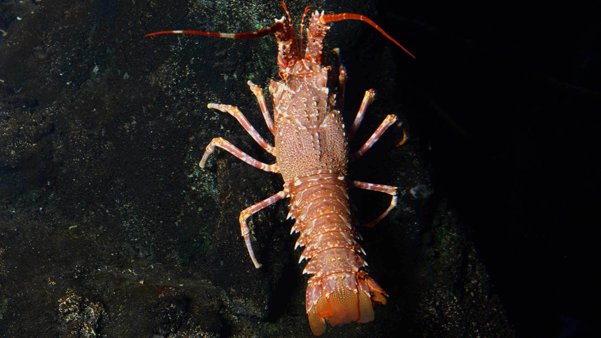 Pink Spiny Lobster