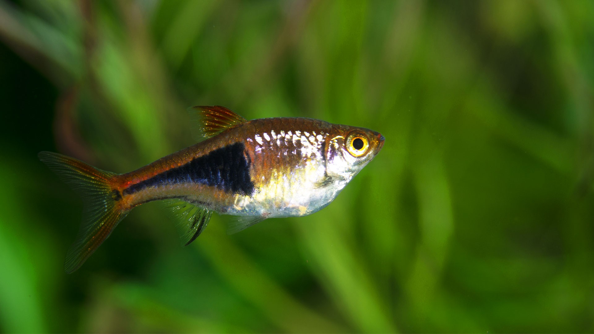 Harlekin-Lippfisch