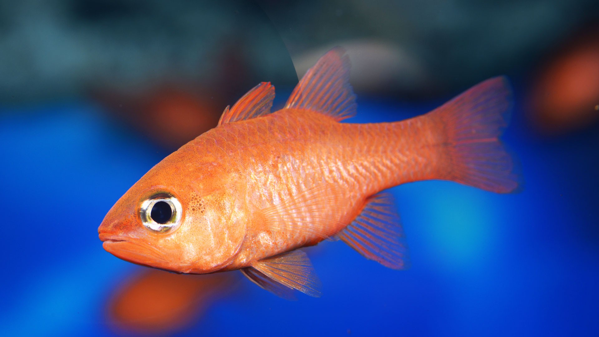 Cardinal Fish