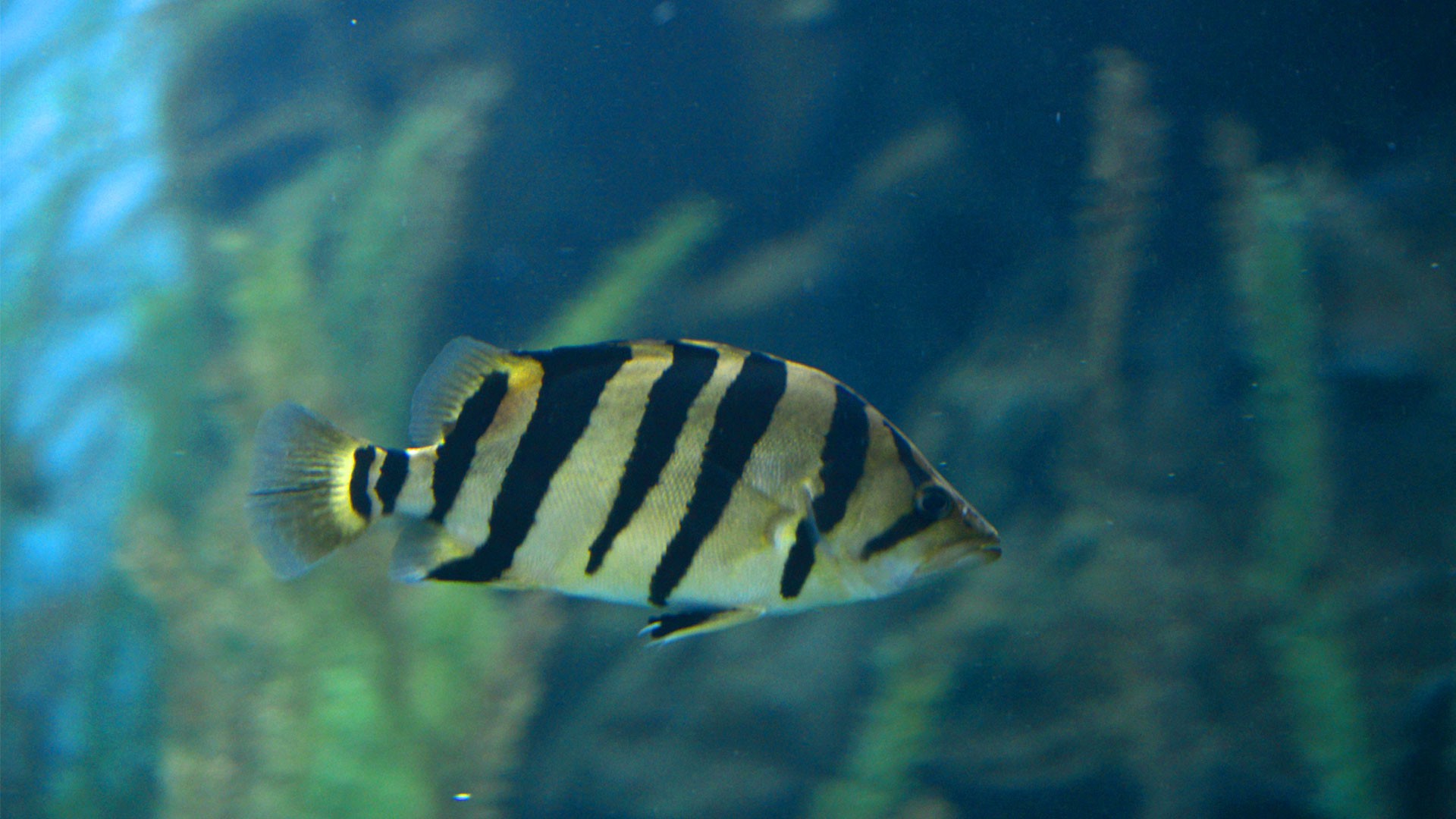 Tigerfische
