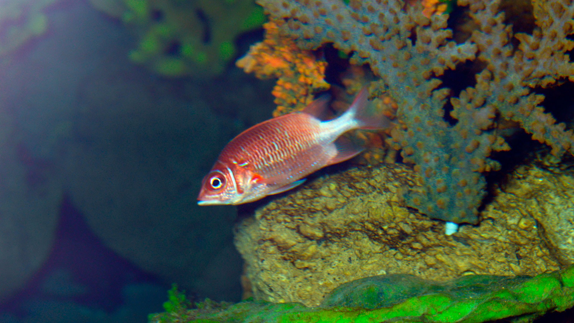 Silverspot squirrelfish