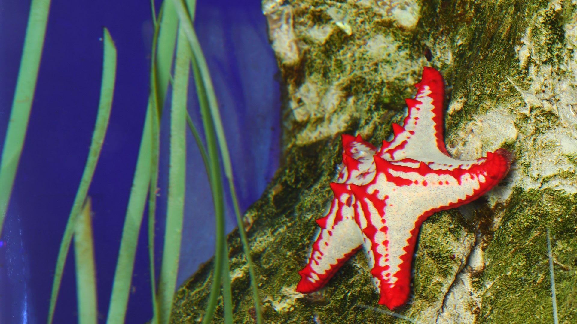 Estrella de Mar de Espinas Rojas