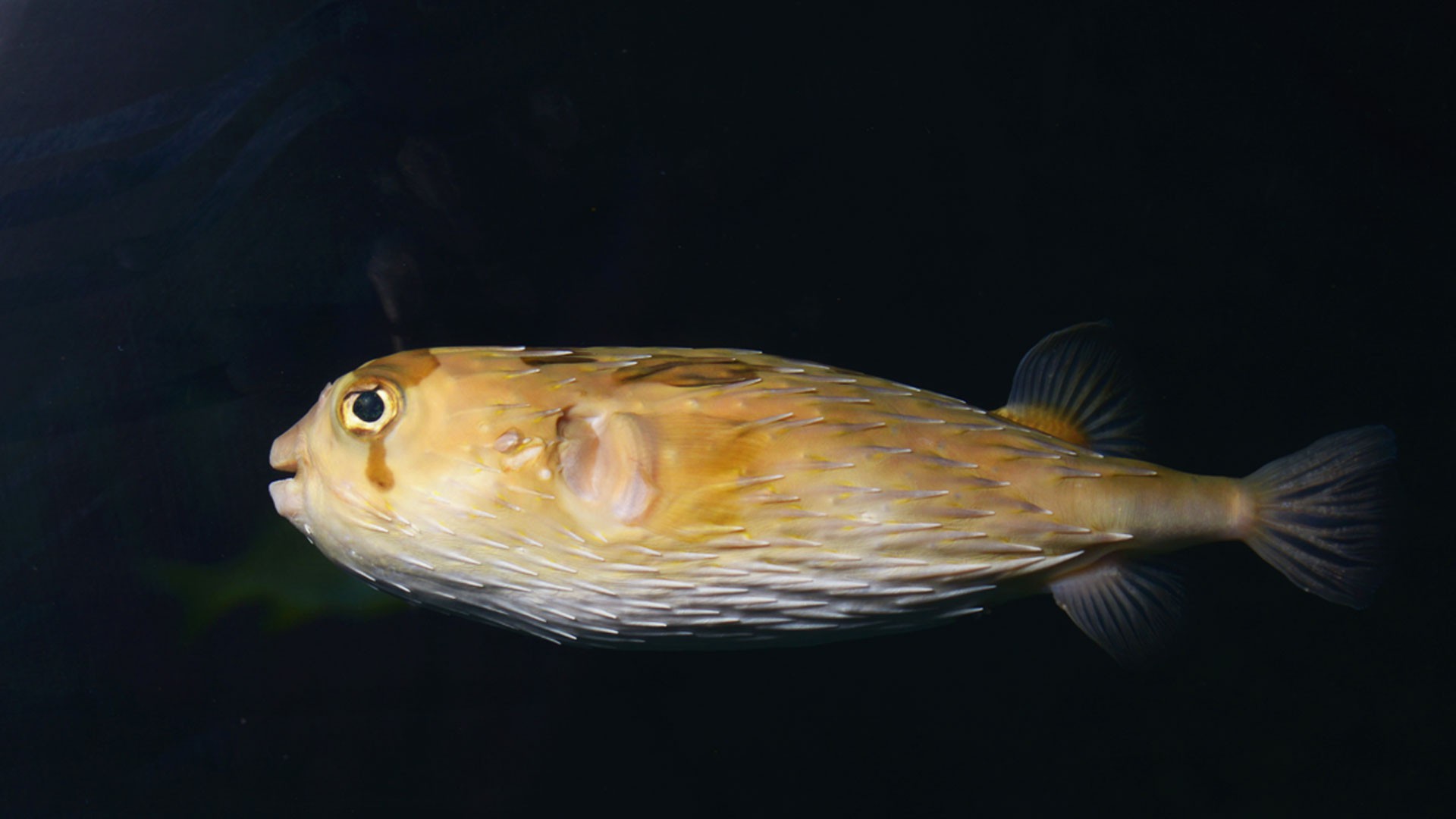 Long-spine porcupinefish