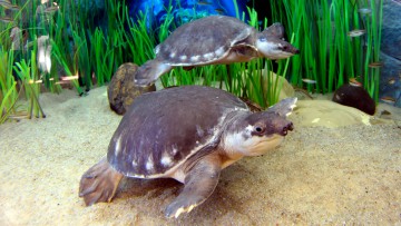 Pignose-Schildkröte