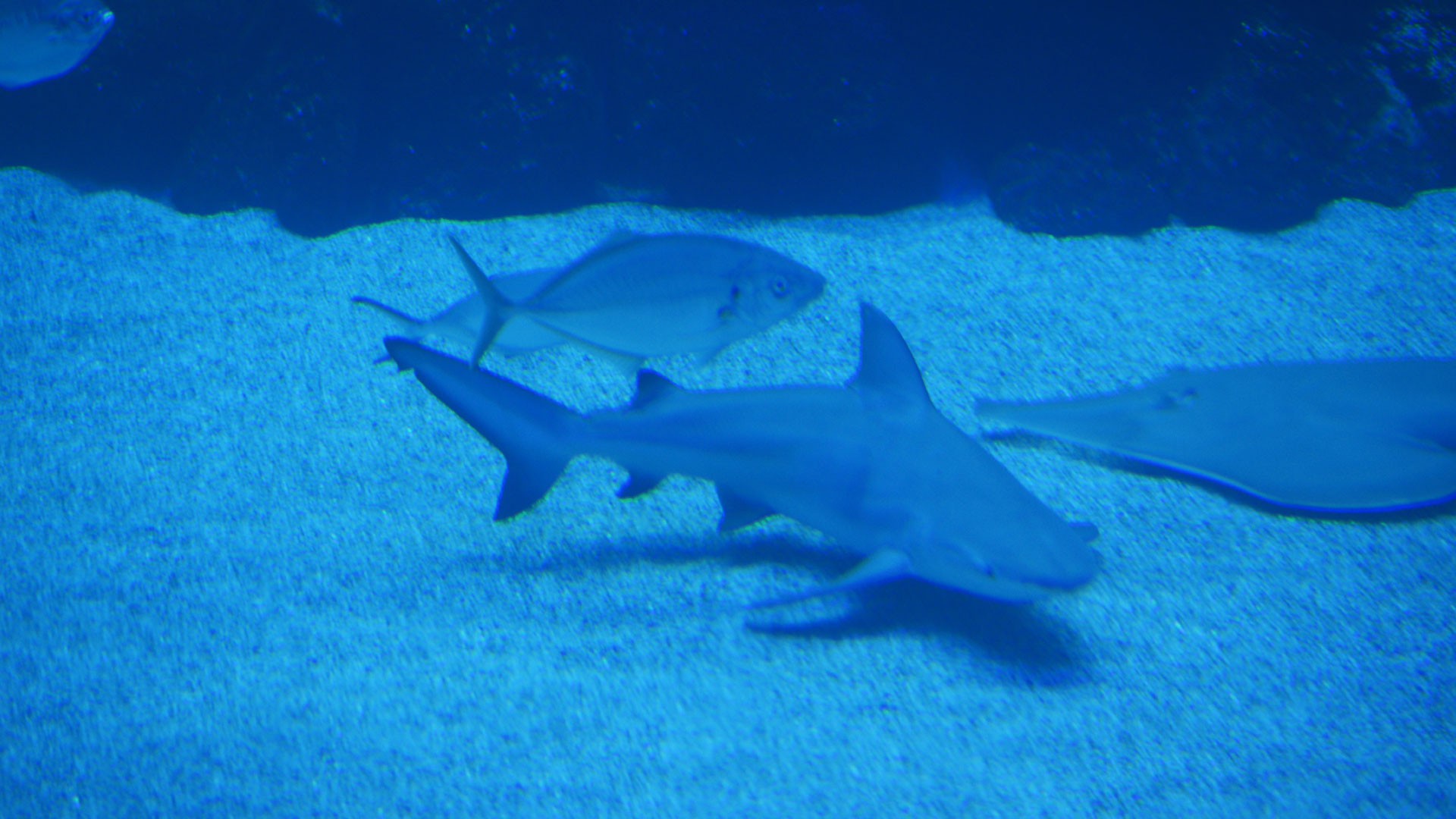 Tiburón Toro Leucas
