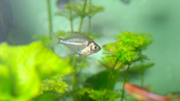 Siamese Glassfish