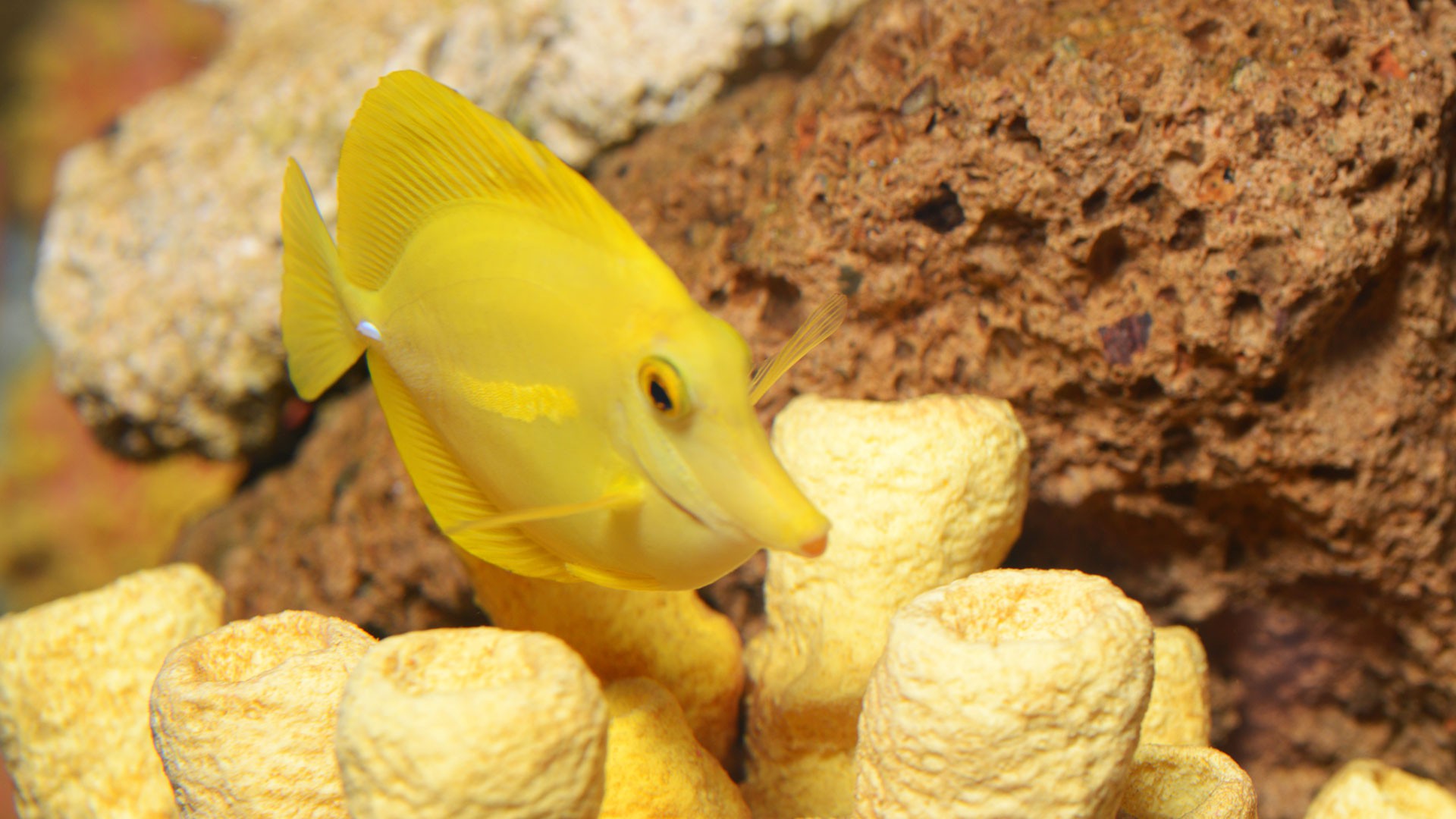 Yellow Surgeonfish