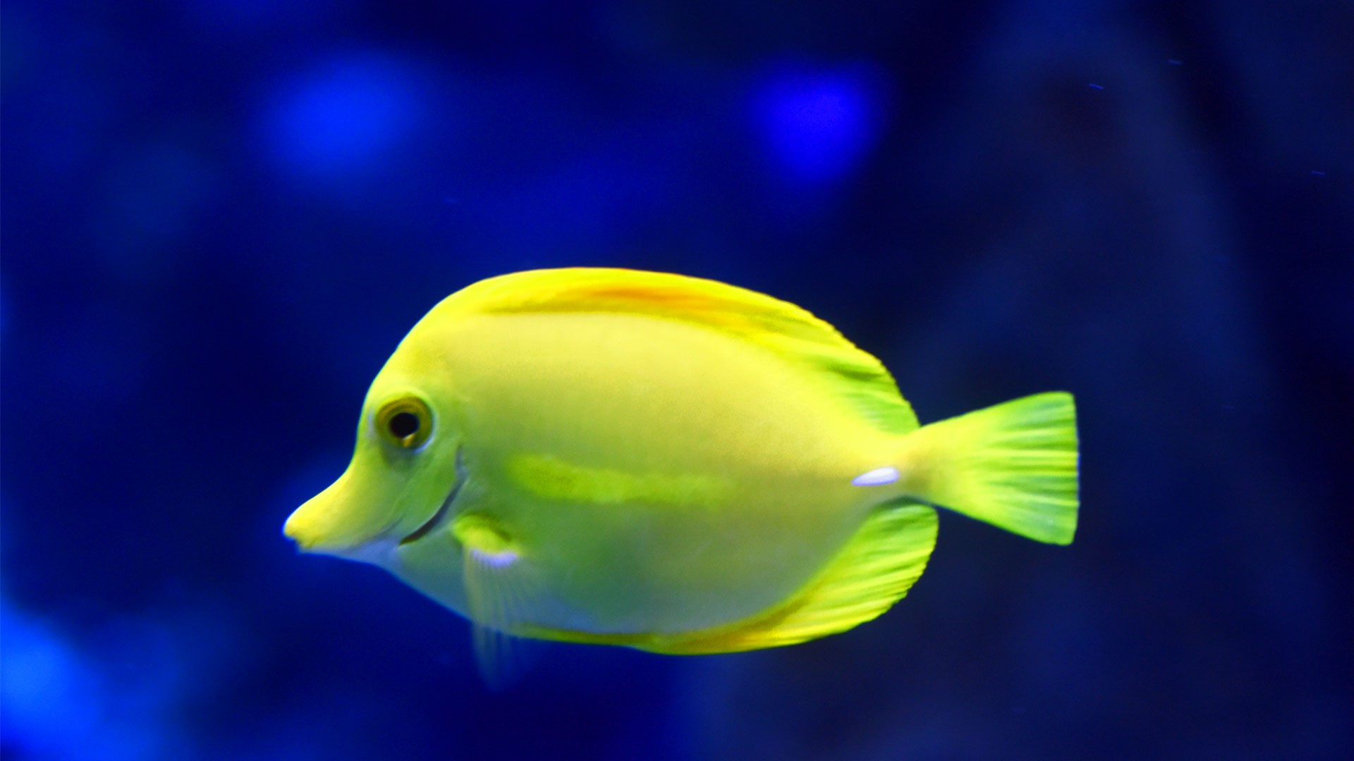 Yellow Surgeonfish