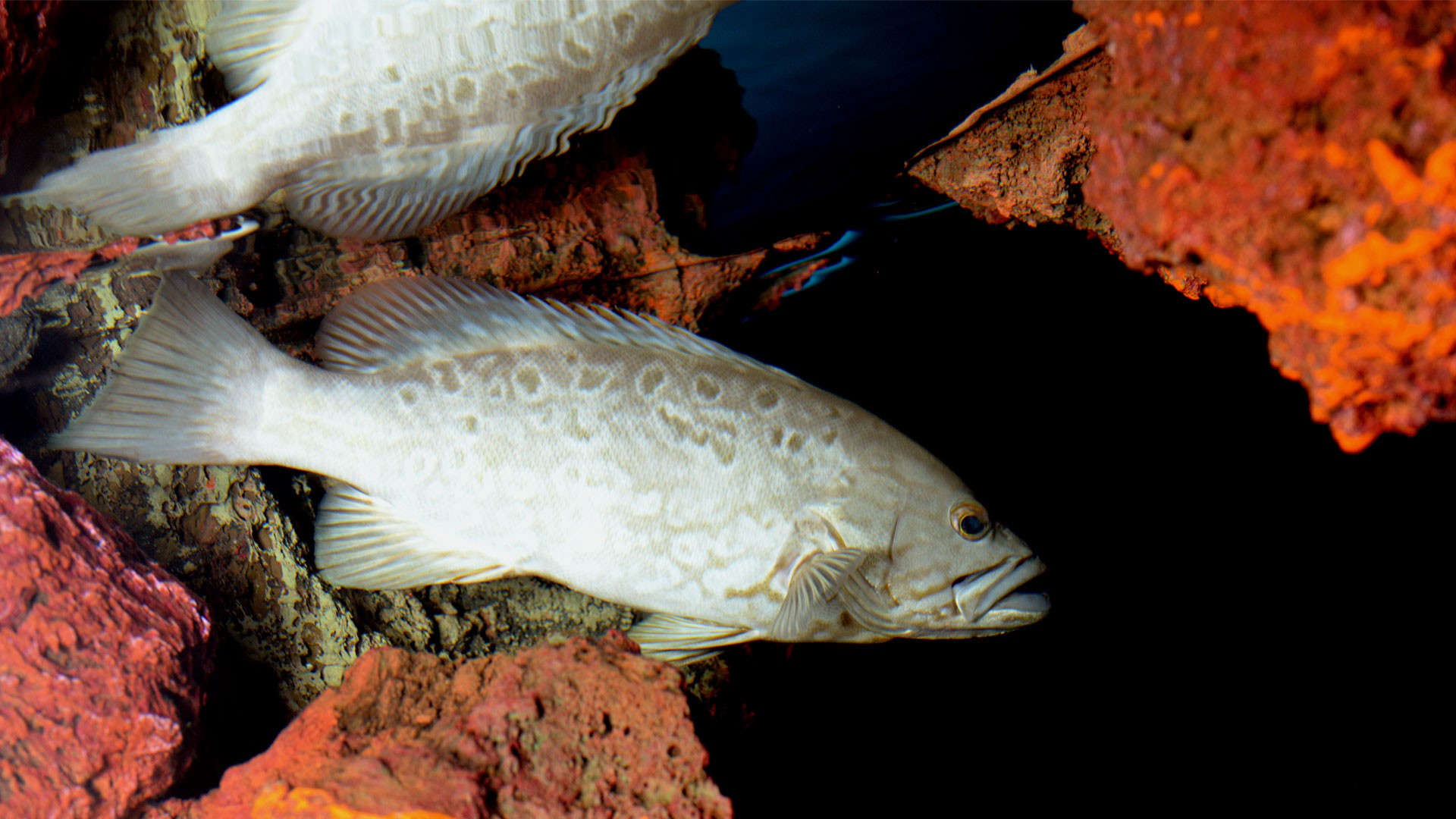Island grouper