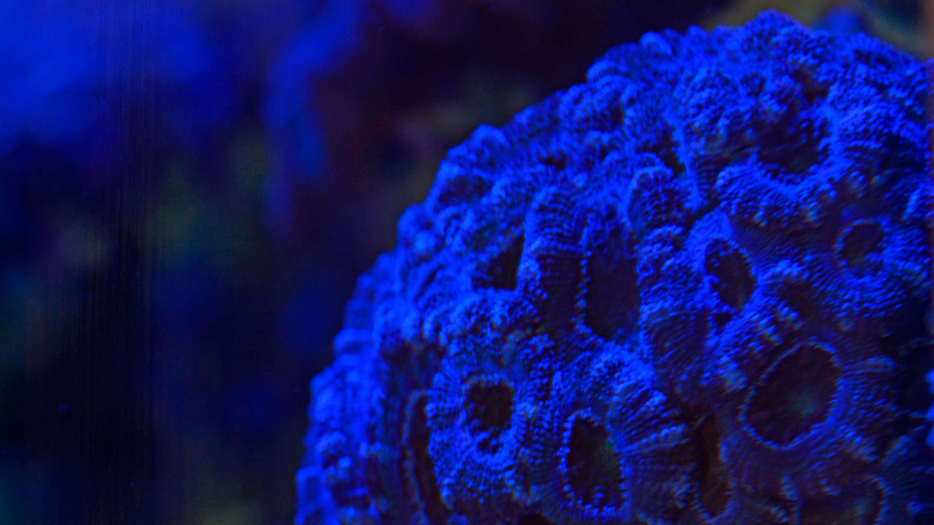 Blasto coral
