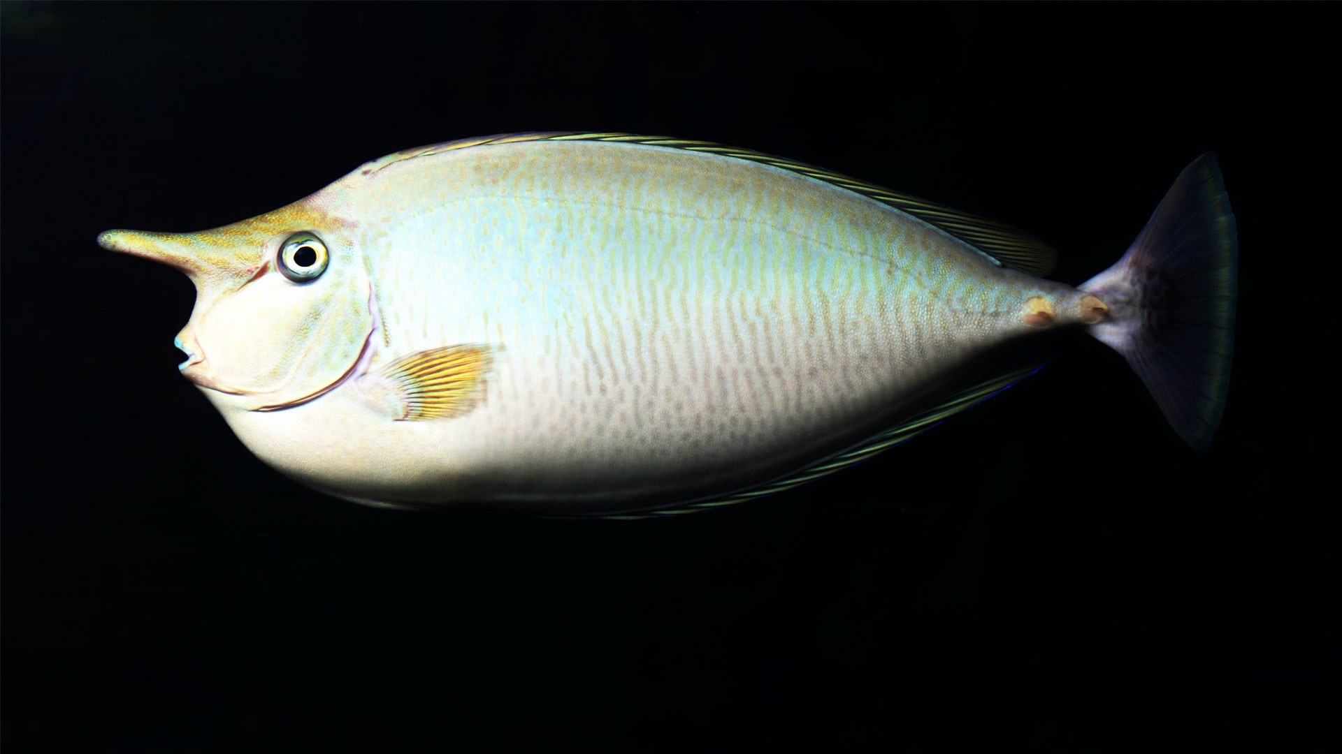 Short-nosed Unicornfish