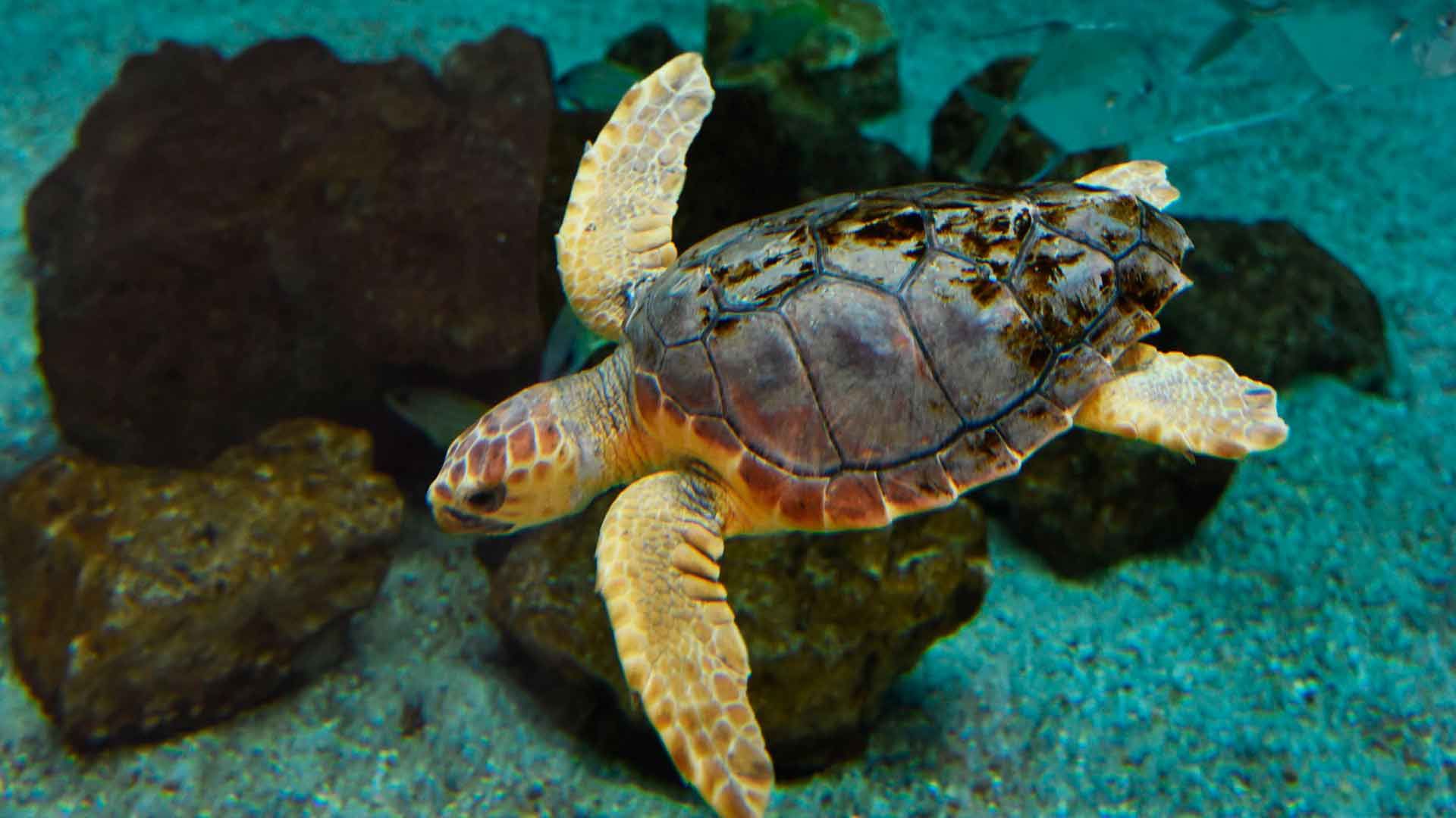 Tortuga Boba