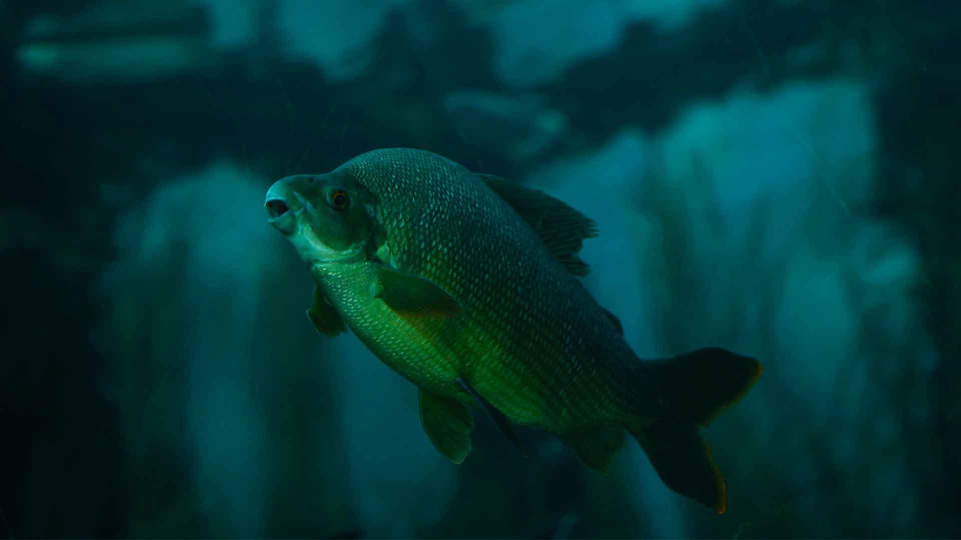 Tiburón Chino