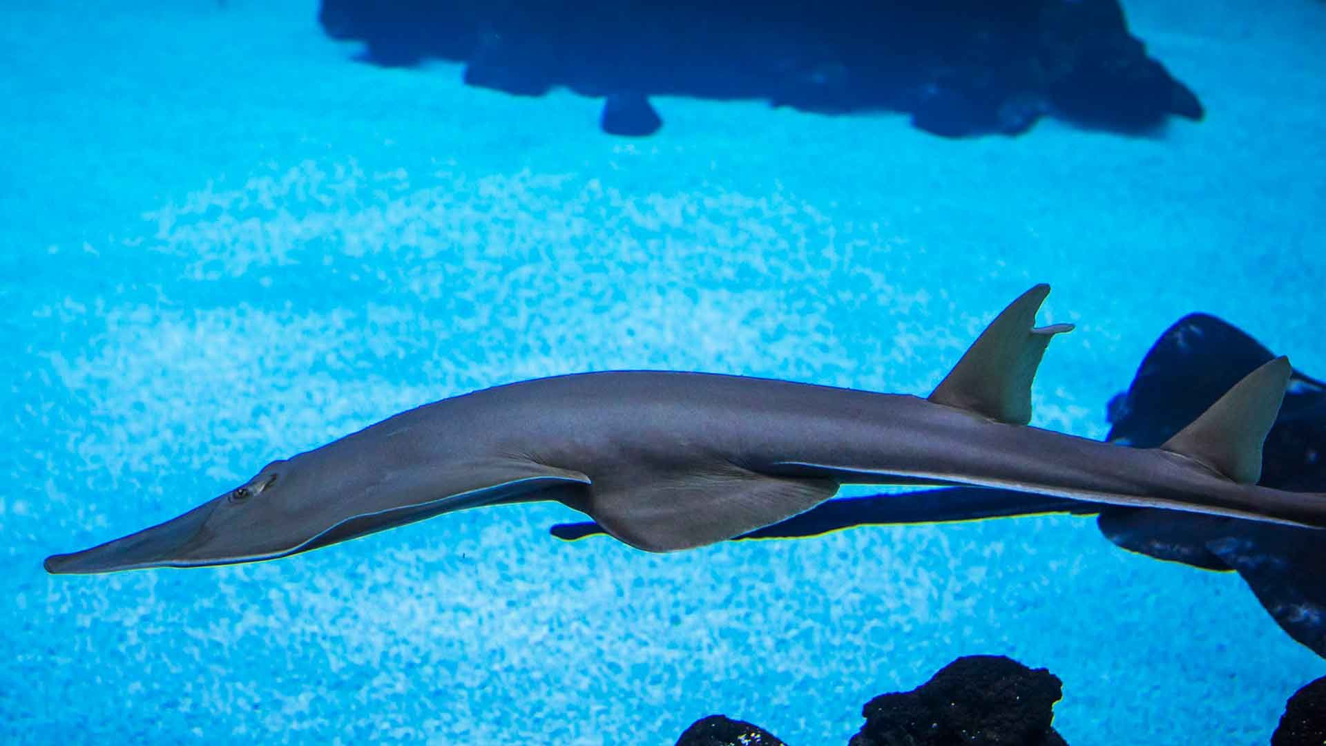 Tiburón Guitarra