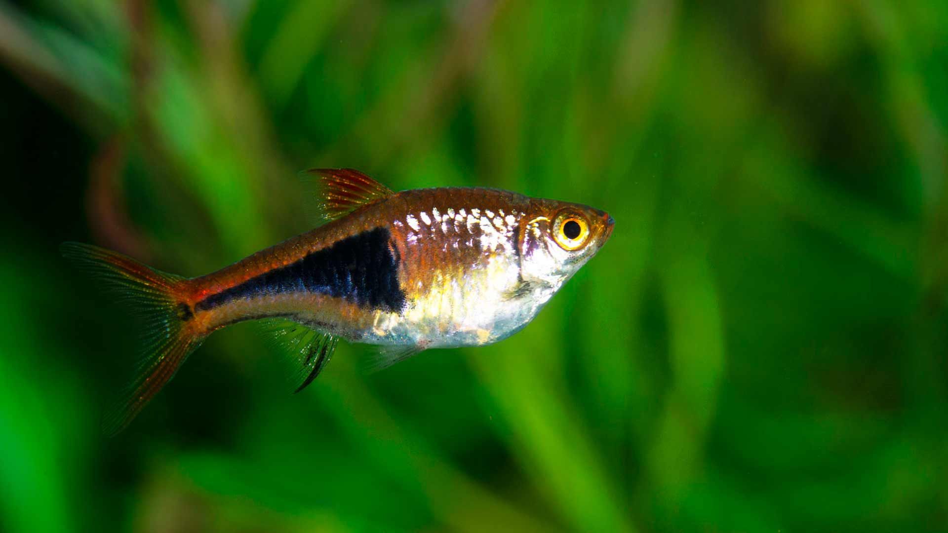 Pez Arlequin