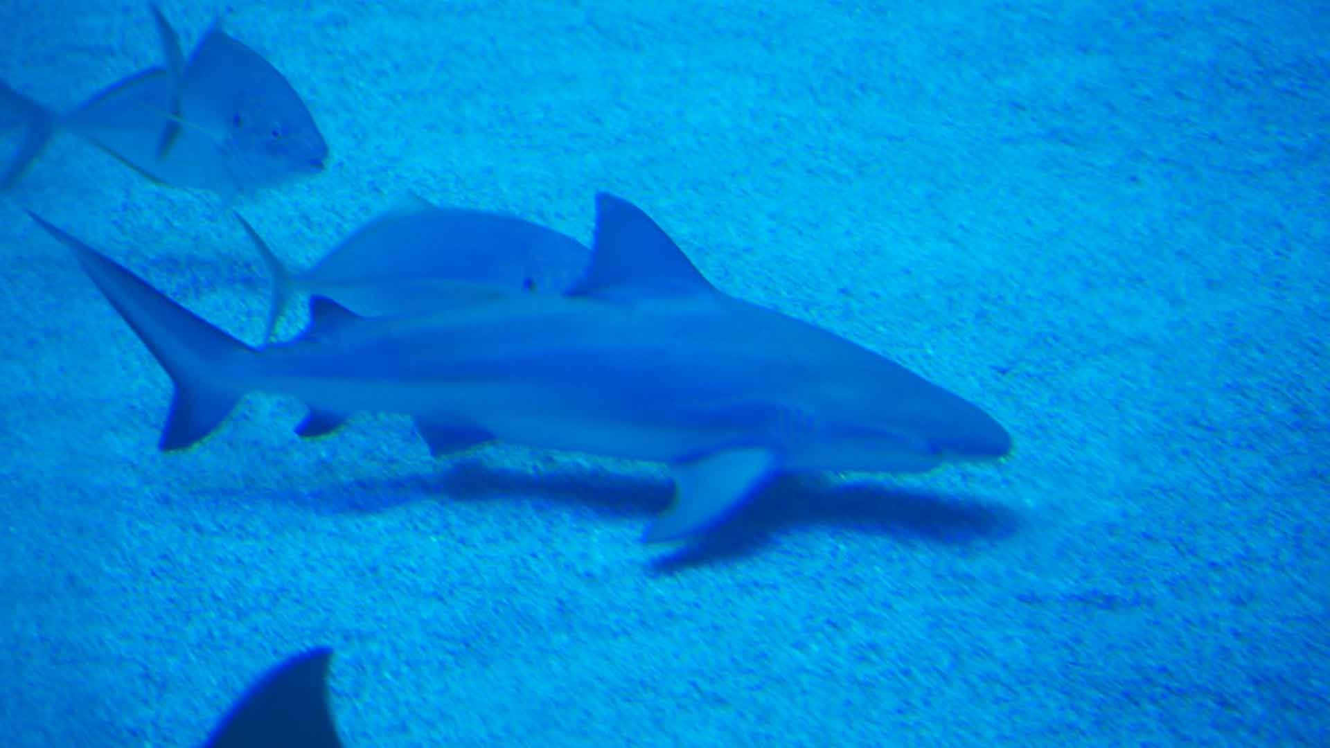 Tiburón Toro Leucas