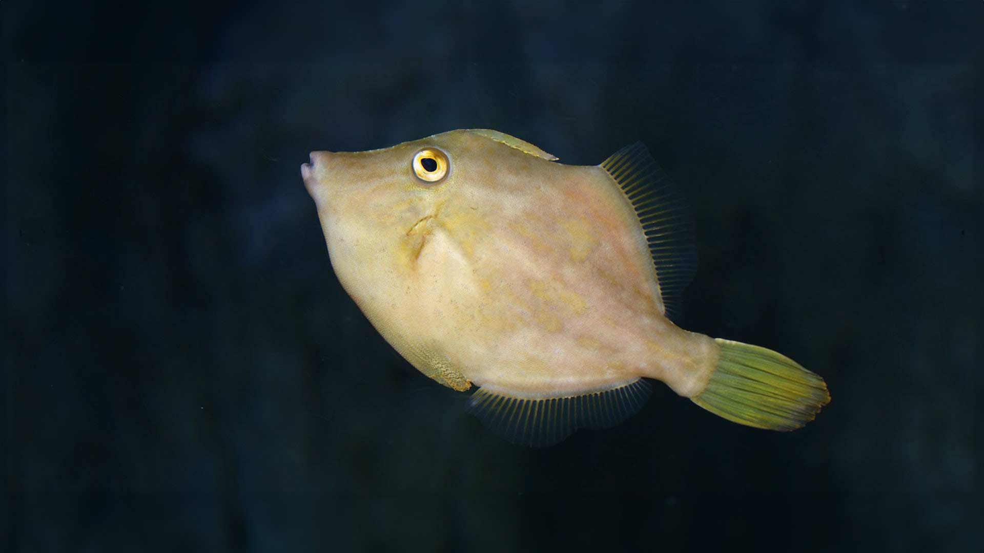 Gallito
